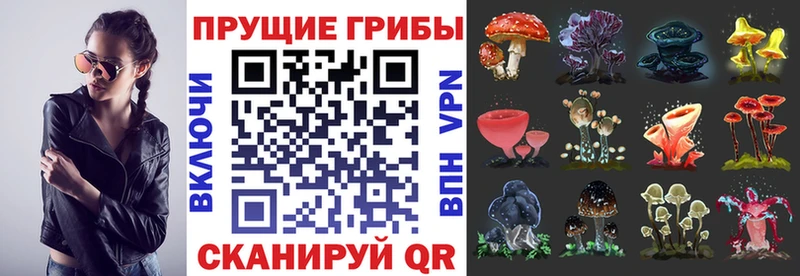 Галлюциногенные грибы Psilocybe  Шлиссельбург 